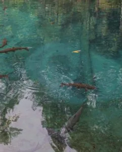 Ikan Sengkaring