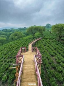 kebun teh wonosari malang