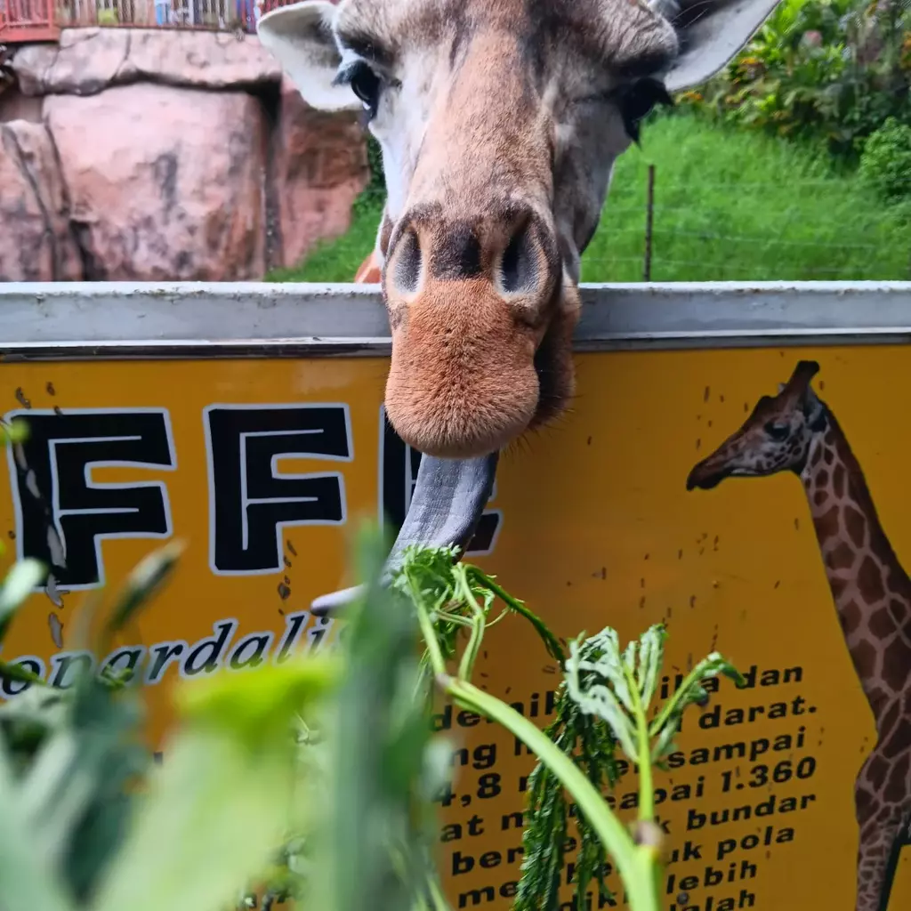 feeding animal jatim park 2 feeding animal jatim park 2