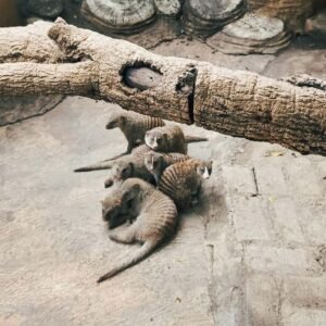 aktivitas di predator fun park