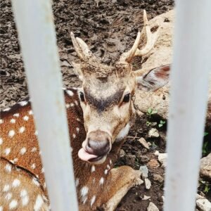 aktivitas di predator fun park