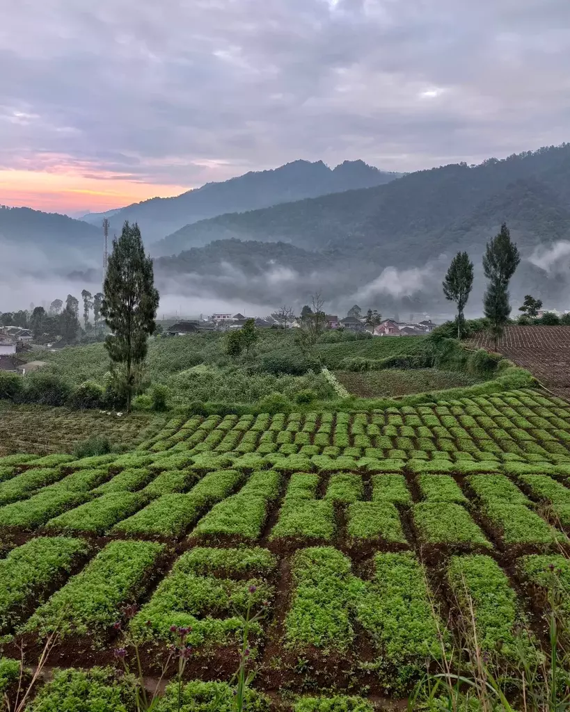 Terasering Pertanian Brakseng