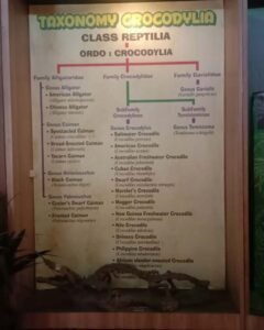 museum satwa predator fun park