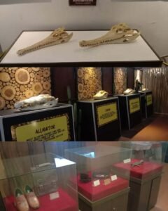 museum kerangka buaya