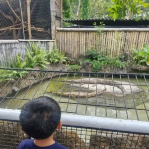 koleksi buaya predator fun park
