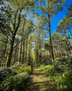 jalur budug asu malang