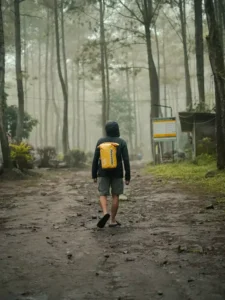 pohon pinus Bedengan Camping Ground Malang