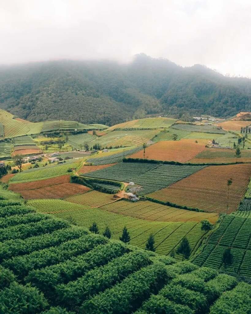 Lanscape Persawahan Brakseng