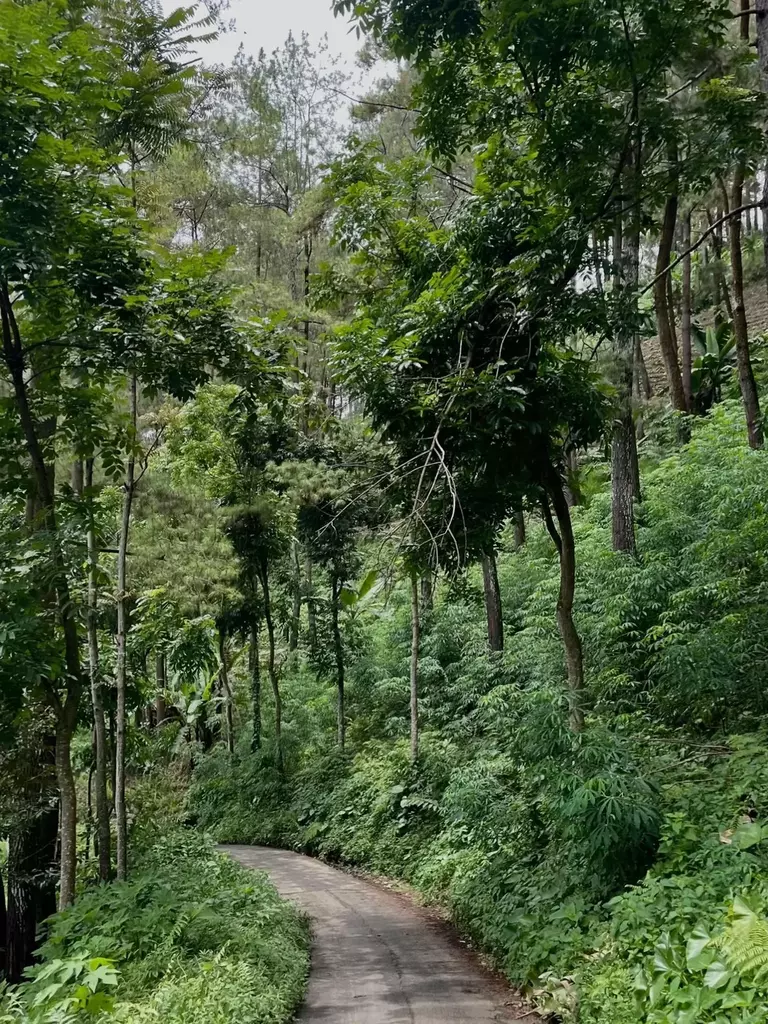 Jalur trekking menuju Coban Siuk