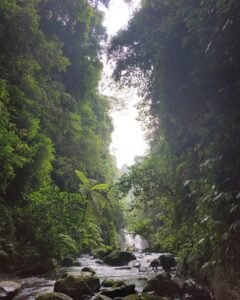 area hutan coban suko area hutan coban suko