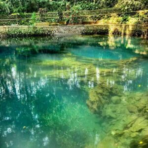 Fosil pohon jenu di dasar kolam Sumber Jenon