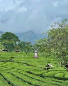 Hamparan hijau Kebun Teh Wonosari
