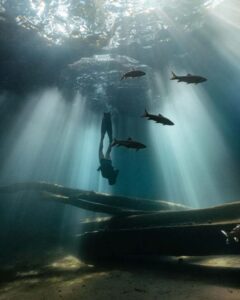 Underwater dengan fosil pohon jenu