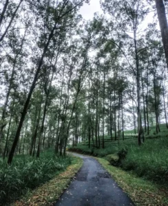 hutan pinus coban rondo hutan pinus coban rondo