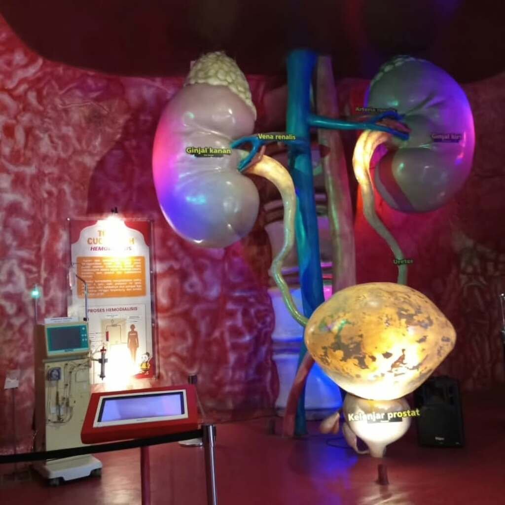 museum organ tubuh museum organ tubuh