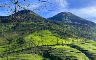 Hamparan kebun teh Wonosari yang hijau dengan latar pegunungan