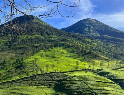 Kebun Teh Wonosari: Wisata Alam dan Agro Teh Sejuk di Malang
