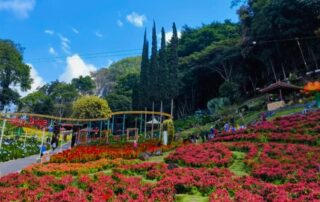 Pemandangan taman bunga di Taman Selecta Malang