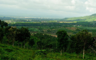Kebun Malangsari Banyuwangi