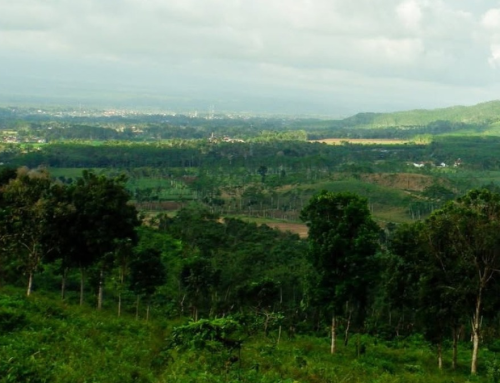 Kebun Malangsari Banyuwangi: Pesona Wisata Edukasi Kopi Premium