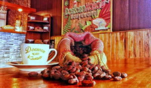 Program edukasi tentang proses pengolahan kakao menjadi cokelat