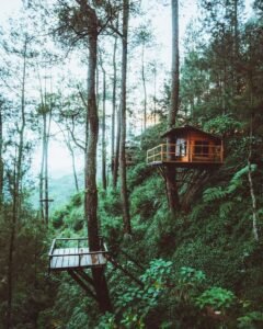 Suasana Omah Kayu yang tenang dan sejuk Suasana Omah Kayu yang tenang dan sejuk