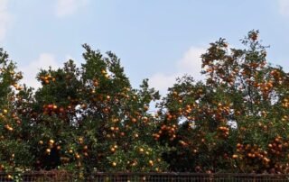 Wisata Petik Jeruk Desa Selorejo