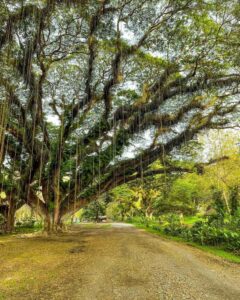 Pohon trembesi berusia ratusan tahun