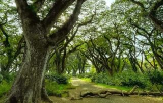 De Djawatan Forest Banyuwangi