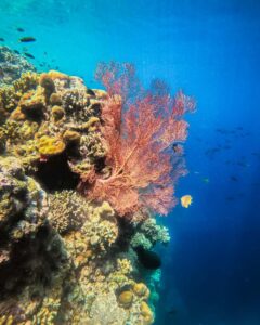 Keindahan ekosistem bawah laut Pulau Menjangan