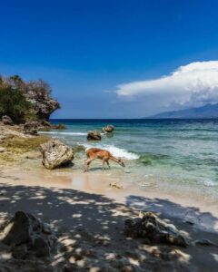 Keindahan Pulau Menjangan