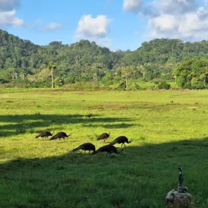 Kawasan Taman Nasional Alas Purwo