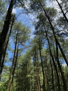 Hutan pinus yang asri Hutan pinus yang asri