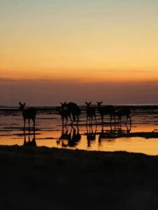Keindahan Pantai Plengkung saat sore hari