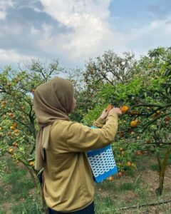 Pengunjung saat memetik buah jeruk