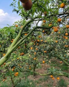 Pohon-pohon jeruk yang tumbuh subur