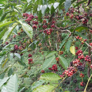 Pohon kopi di Kebun Malangsari Banyuwangi Pohon kopi di Kebun Malangsari Banyuwangi