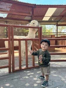 Berfoto bersama satwa jinak Berfoto bersama satwa jinak