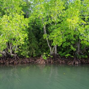 Keragaman ekosistem bakau