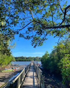 Kawasan Mangrove Bedul
