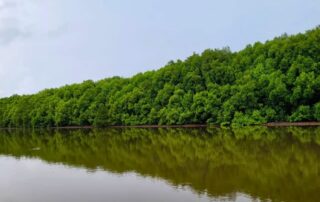 Mangrove Bedul Ecoturism Banyuwangi