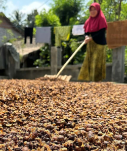 Proses pengolahan hasil panen kopi Proses pengolahan hasil panen kopi