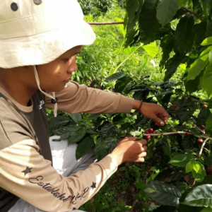 Memetik kopi Memetik kopi