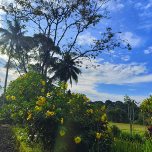 Suasana perkebunan yang sejuk