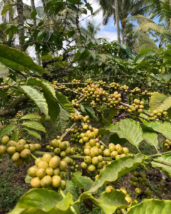 Kebun kopi Gombengsari Kebun kopi Gombengsari