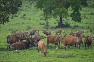 Potret satwa di padang savana