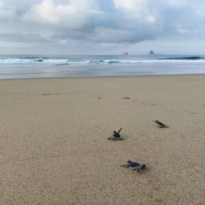 Keindahan Pantai Sukamade Banyuwangi