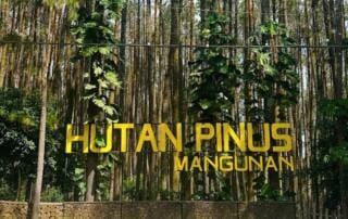 Hutan Pinus Mangunan Yogyakarta
