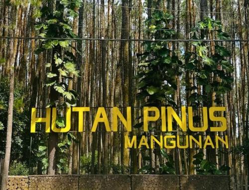 Hutan Pinus Mangunan: Destinasi Wisata Alam Ikonik di Yogyakarta