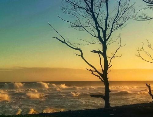 Pantai Goa Cemara Yogyakarta: Destinasi Wisata Pantai Selatan yang Tenang dan Asri